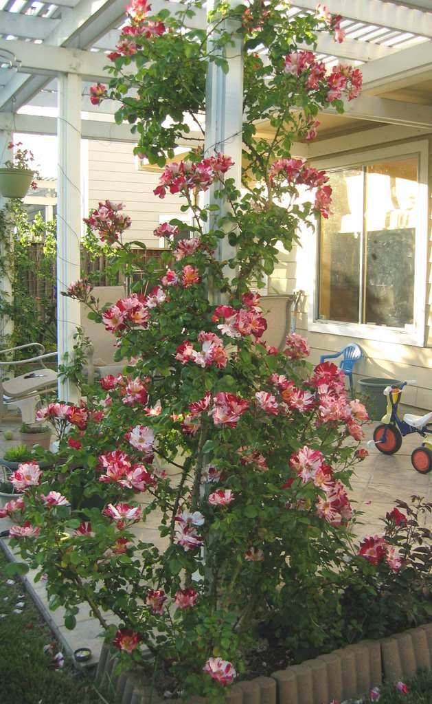 What are your best repeat blooming climbing roses??